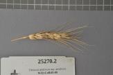 Click for 1 image(s) for this accession. Spike